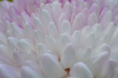 Full frame shot of white dahlia