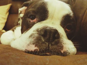 Close-up portrait of dog relaxing