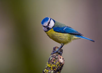 Close-up of bird perching on branch