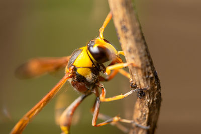 Close-up of insect on plant