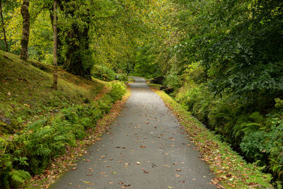 Road amidst trees in forest