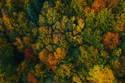 Full frame shot of autumn trees in forest