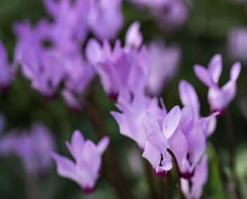 Close-up of purple flowering plant