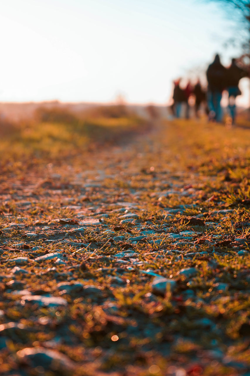 SURFACE LEVEL OF AUTUMN LEAVES ON FIELD