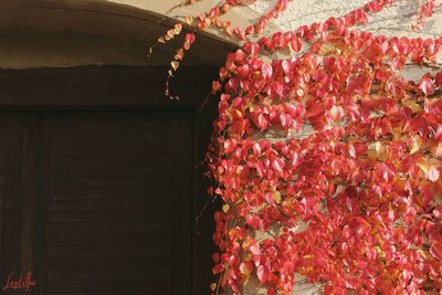 Red flowers hanging on wall