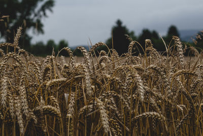 Close-up of wheat field