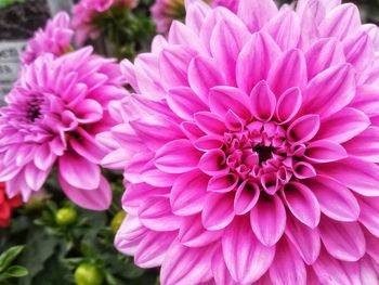 Close-up of pink dahlia