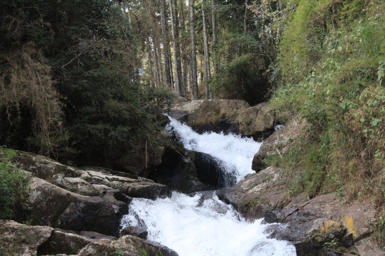 WATERFALL IN FOREST