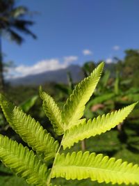 Close-up of green leaves on plant against sky