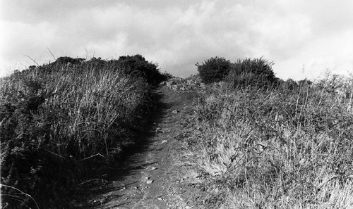 Plants growing on land against sky