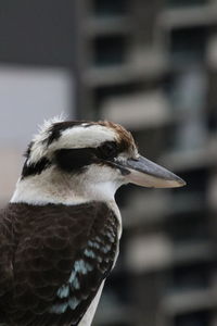 Close-up of a bird