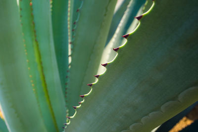 Agave succulent plant, close up white wax on freshness leaves with the thorn of agave leaf