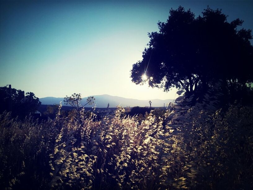 clear sky, growth, copy space, tranquil scene, tranquility, tree, nature, beauty in nature, field, plant, landscape, scenics, blue, sky, flower, rural scene, outdoors, no people, non urban scene, sunlight