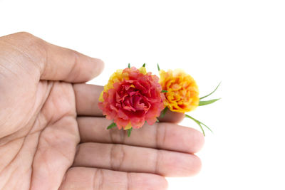 Close-up of hand holding flower over white background