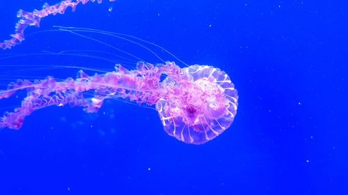 Close-up of jellyfish swimming in sea