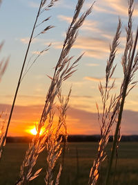 Close-up of stalks against sunset