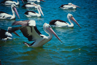 Birds swimming in lake