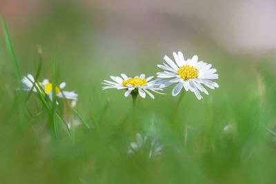 Close-up of white daisy flowers on field