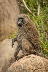 Monkey sitting on rock