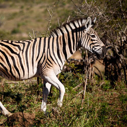 Side view of zebra standing in a forest