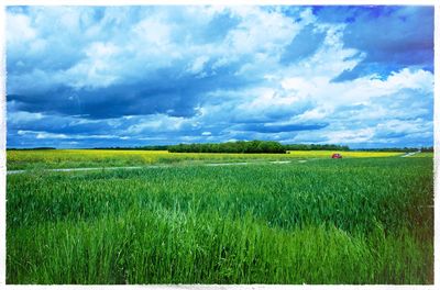 Scenic view of wheat field against sky