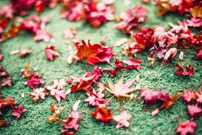 Close-up of pink leaves on plant during autumn