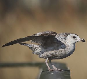 Close-up of bird perching