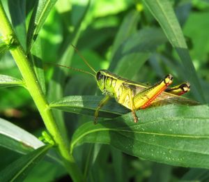 Close-up of insect on leaf