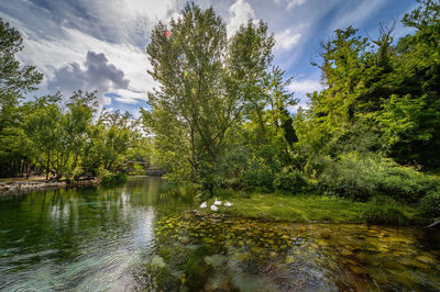 Scenic view of lake in forest against sky