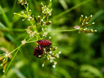 Close-up of butterfly pollinating on flower