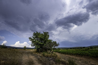 Trees on field against sky