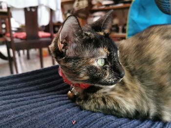 Close-up of a cat looking away