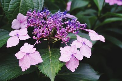 Close-up of pink flowers blooming outdoors