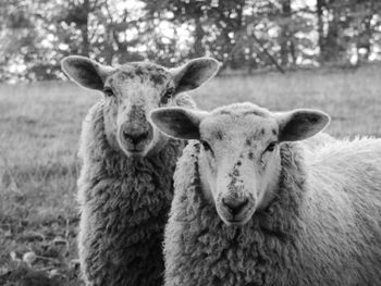 Close-up portrait of sheep