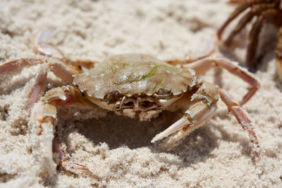 Live crab on the sandy shore of the black sea, top view, ukraine, kherson region