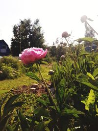 Close-up of flowers blooming outdoors