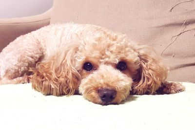 Close-up portrait of dog lying on floor