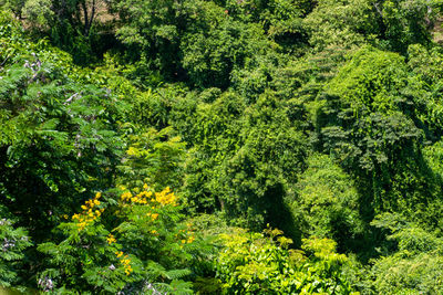 Full frame shot of trees in forest