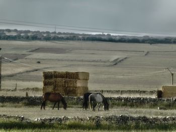 Horses grazing in a field