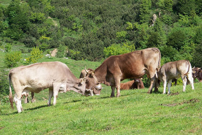 Cows grazing in a field