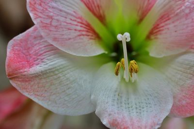 Close-up of pink flower blooming outdoors