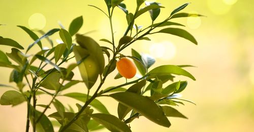 Close-up of fruits growing on plant