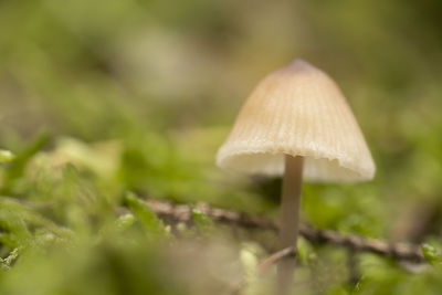Close-up of mushroom growing on field