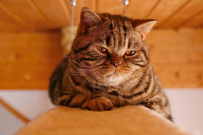 Close-up portrait of a cat at home