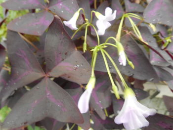 Close-up of wet leaves