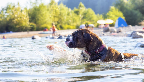 Dog in a water