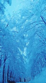 Close-up of snowflakes on ice