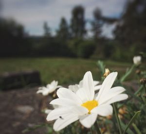 Close-up of white flowers blooming outdoors