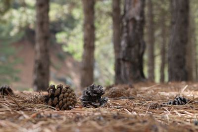 Pine cones on tree trunk in forest