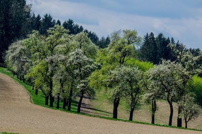 Trees on field against sky